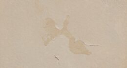 detecting hidden wall moisture