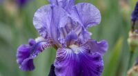 rare costly fragrant ingredient